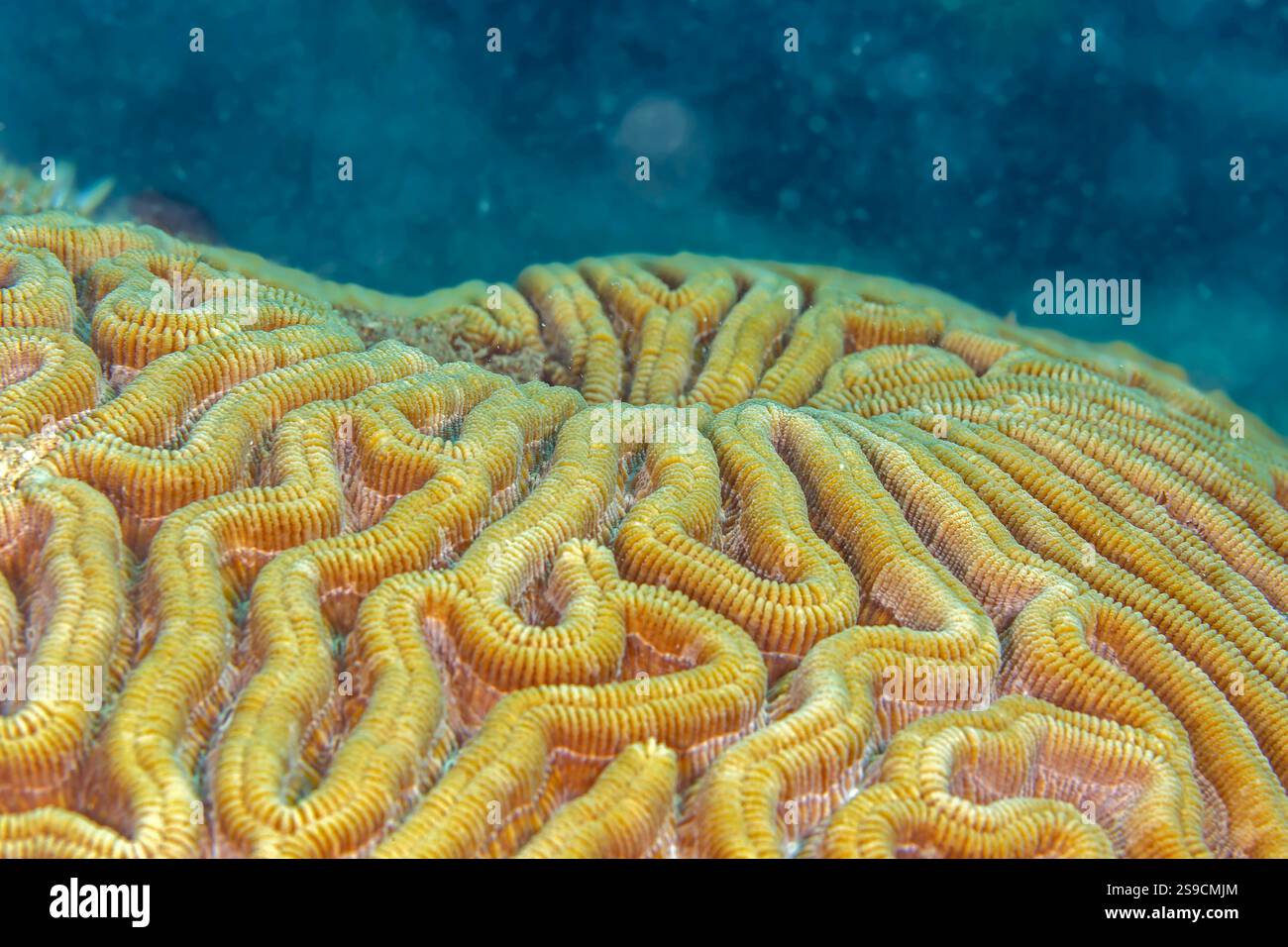 U-Boot-Details auf La Blanca Island, Veracruz Reef System, Mexiko Stockfoto