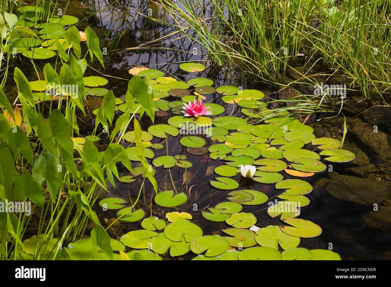 Teich mit Pondeteria Cordata - Pickerelkraut, weiße Nymphaea 'Gonnere' und rosa 'Attraktion' - Wasserlilien, Typha minima - Zwergkatzen im Hinterhof Stockfoto