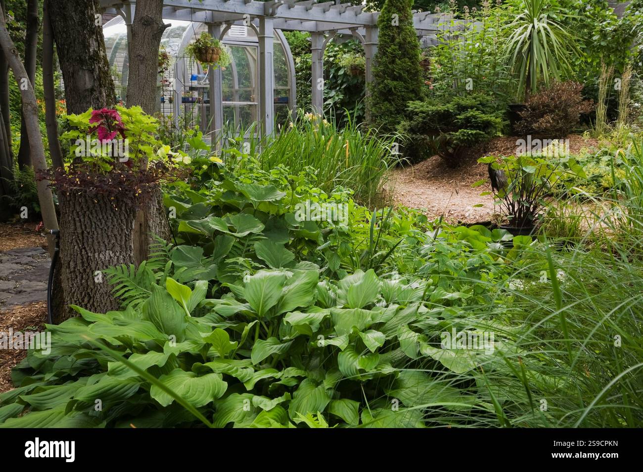 Hosta - Plaintain Lily in gemischter Borte und lila Solenostemon - Coleus Pflanze in Baumstumpftopf im Garten im Sommer. Stockfoto