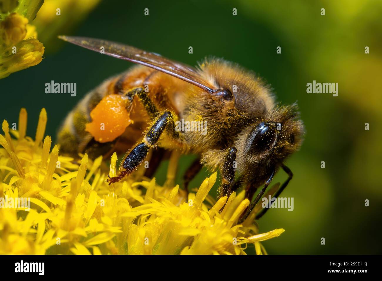Eine Westliche Honigbiene (APIs mellifera) ist ziemlich beschäftigt inmitten der Goldröte. Stockfoto