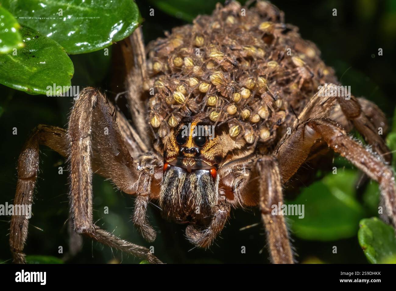 Eine Mutter vieler Menschen. Eine tollwütige Wolfsspinne (rabidosa rabida) trägt Hunderte von Babys auf dem Rücken. Stockfoto
