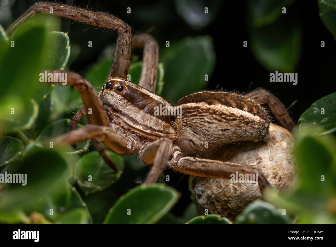 Eine tollwütige Wolfsspinne (rabidosa rabida) mit ihrem Eiersack unter dem Bauch. Stockfoto