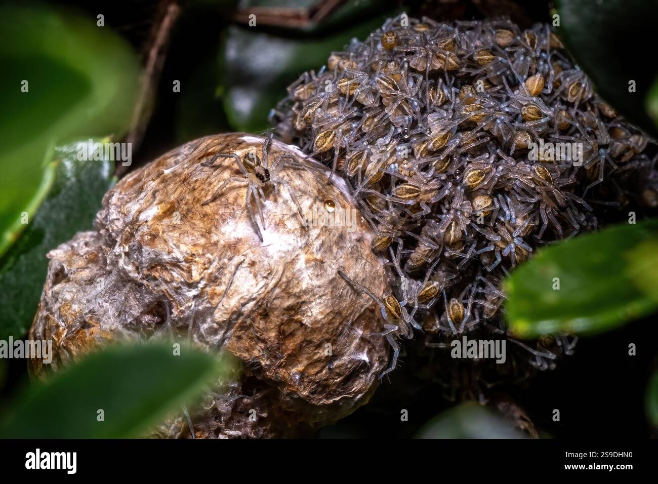 Baby-tollwütige Wolfsspinnen (rabidosa rabida) tauchen aus dem Eiersack auf. Stockfoto