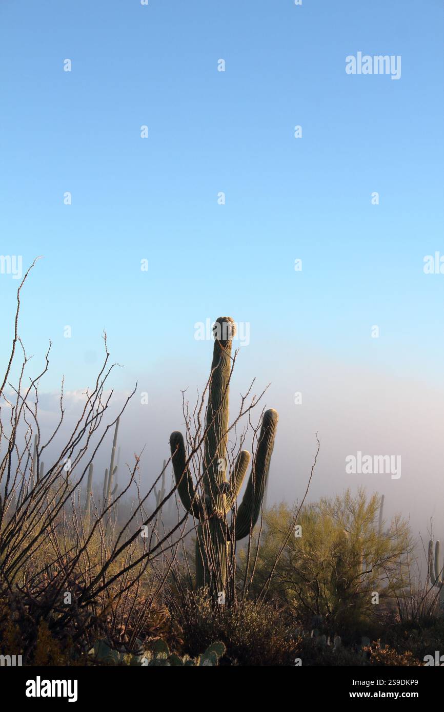 Wasson Peak Crested Saguaro Stockfoto