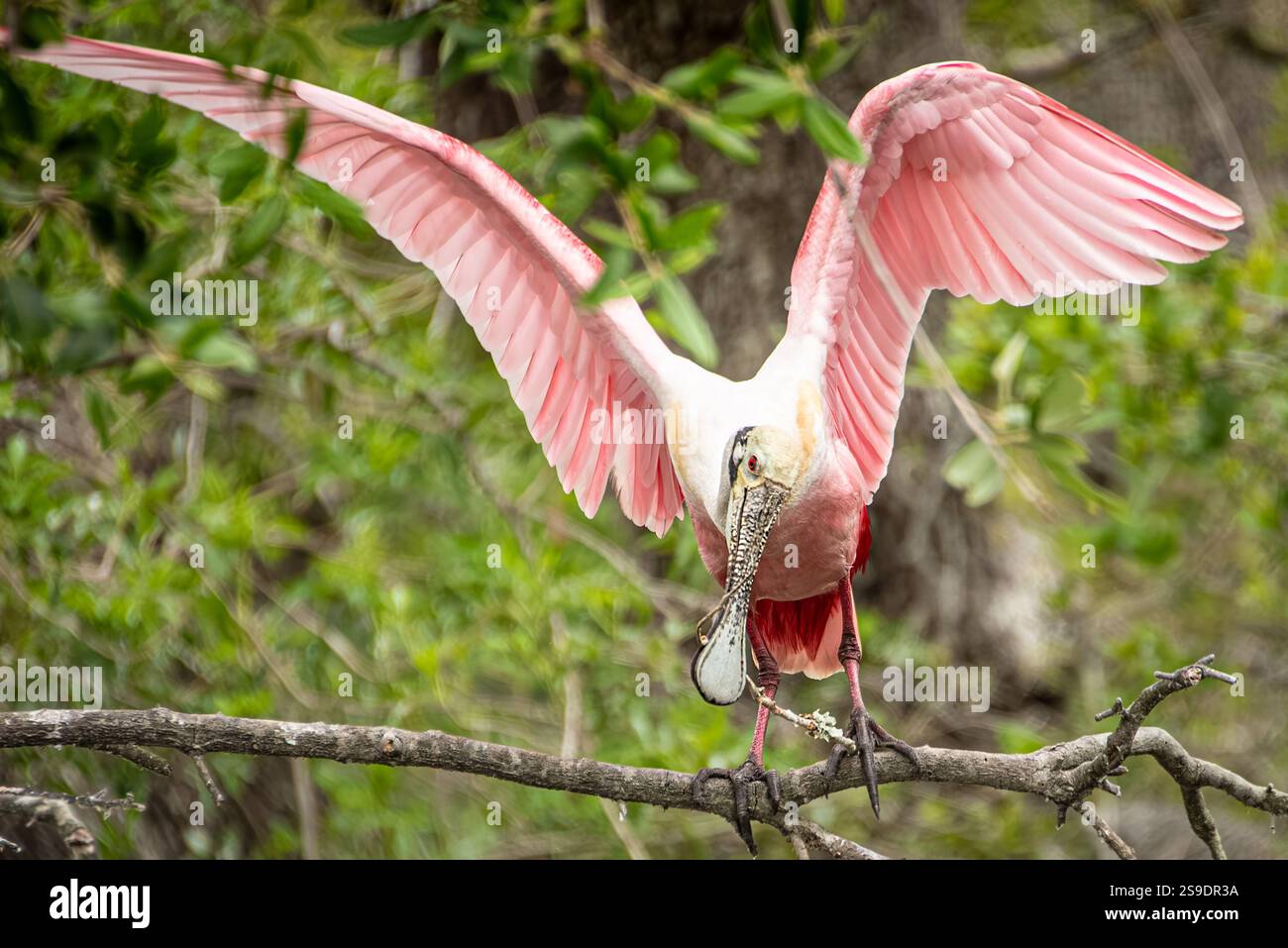 Rosenlöffelschnabel (Platalea ajaja) mit einem Stock für den Nestbau in der St. Augustine Alligator Farm in St. Augustine, FL. Stockfoto Rosenlöffelschnabel (Platalea ajaja) mit einem Stock für den Nestbau in der St. Augustine Alligator Farm in St. Augustine, FL. Stockfoto