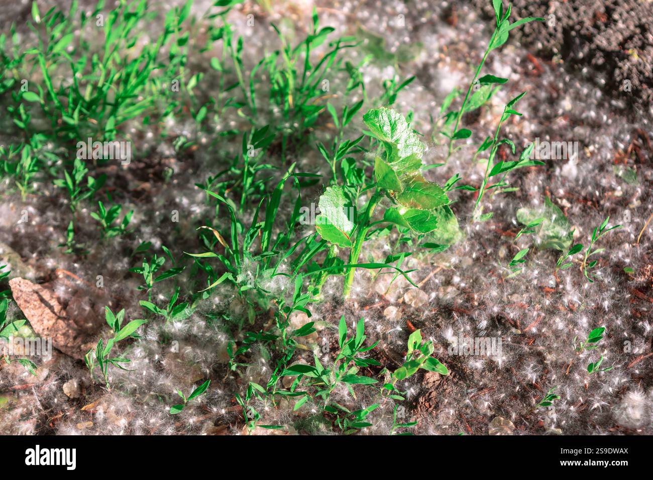 Grünes Gras und kleine Pflanzen, die auf dem Boden wachsen und mit einer weißen Pappelflaume bedeckt sind. Leuchtendes grünes Gras und der flauschige weiße popl Stockfoto