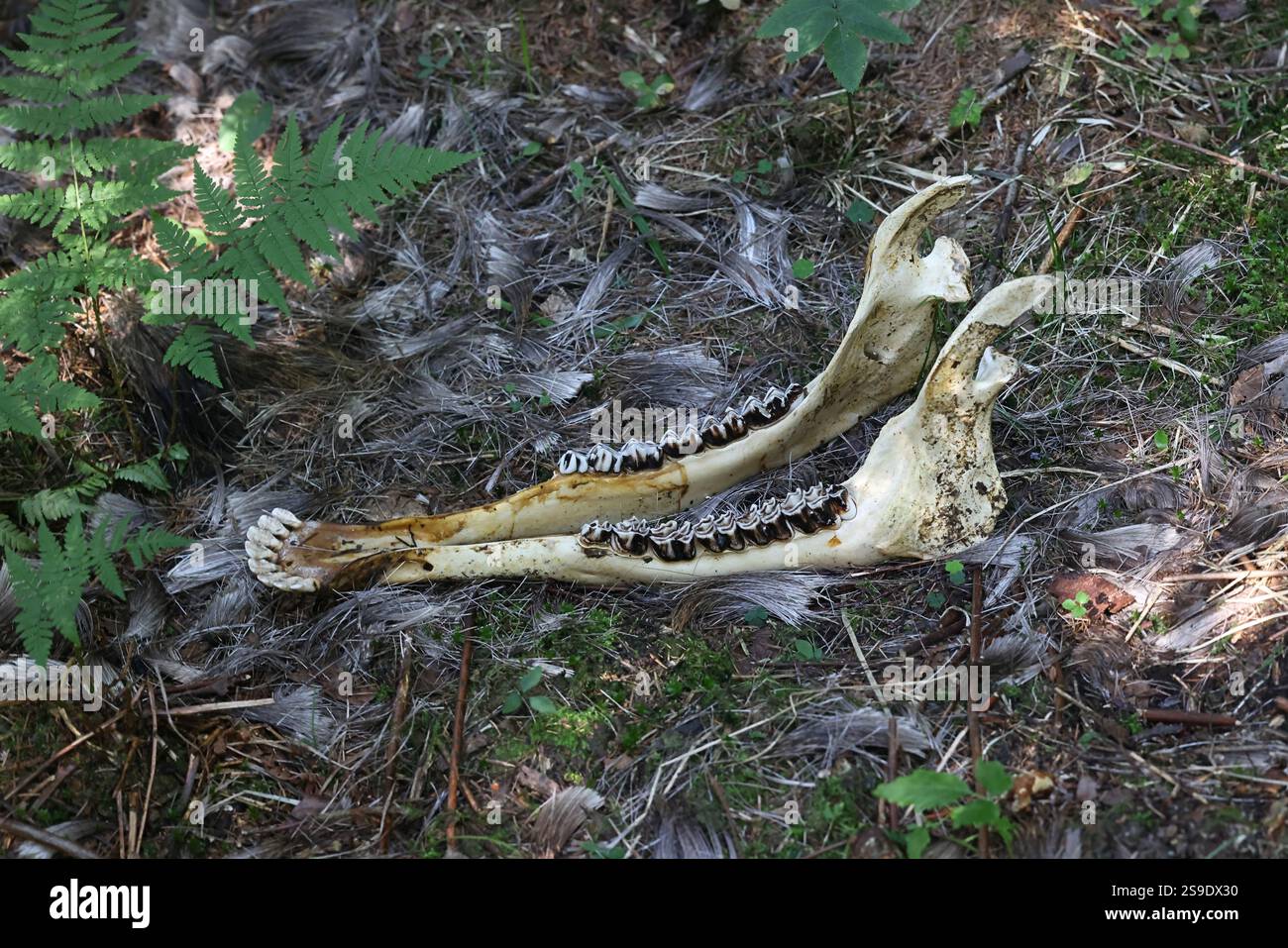 Kieferknochen und Zähne aus einem Elchkiefer, Zahnanatomie des Herbivoren Stockfoto