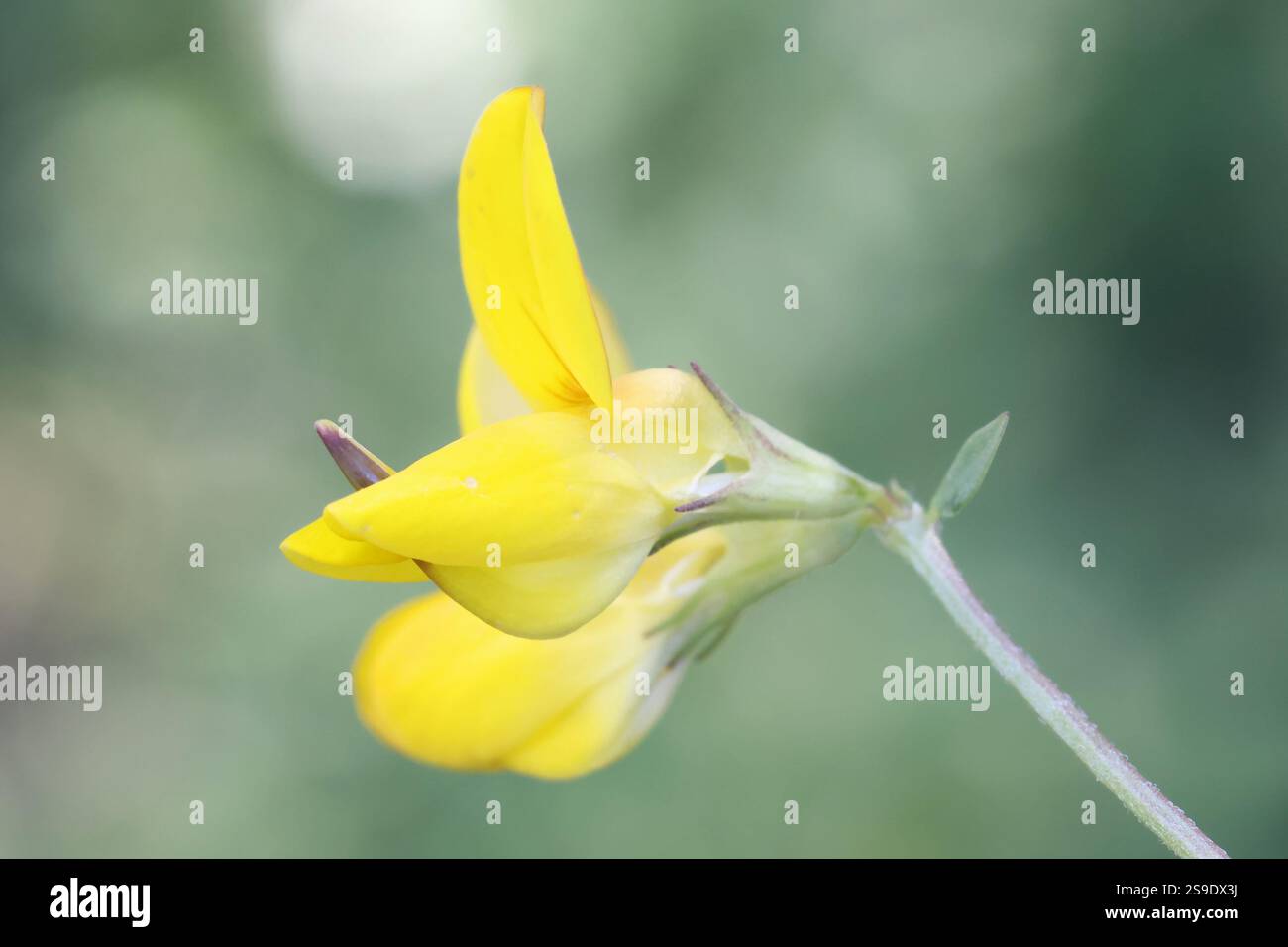 Vogelfußtrefoil, Lotus corniculatus, auch bekannt als Vogelfußdeervetch oder Eier und Speck, Wildblume aus Finnland Stockfoto