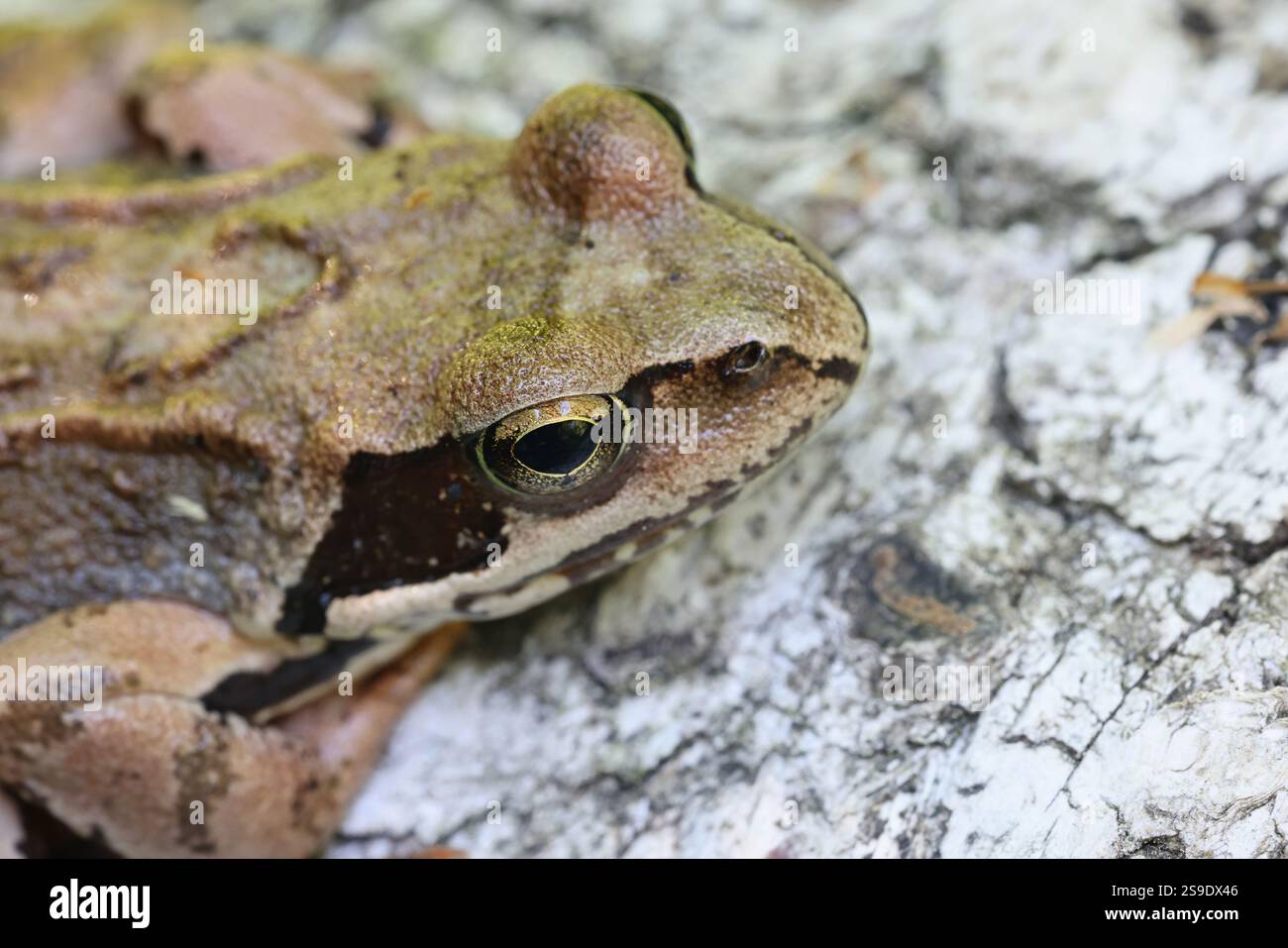 Rana temporaria, auch bekannt als Europäischer Braunfrosch Stockfoto
