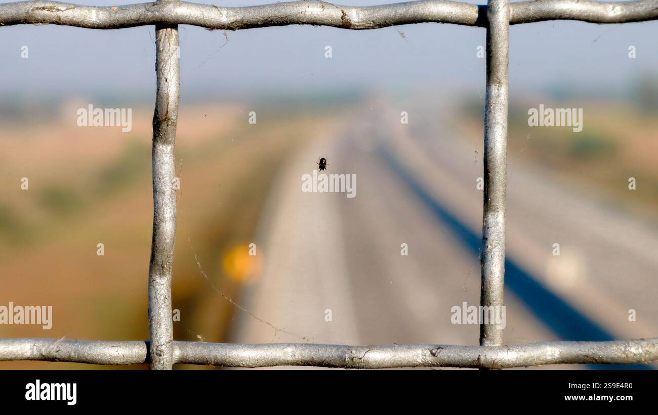 Insekten oder Spinnen im Netz am Überschlagzaun. Bug mit moderner Architektur Stockfoto
