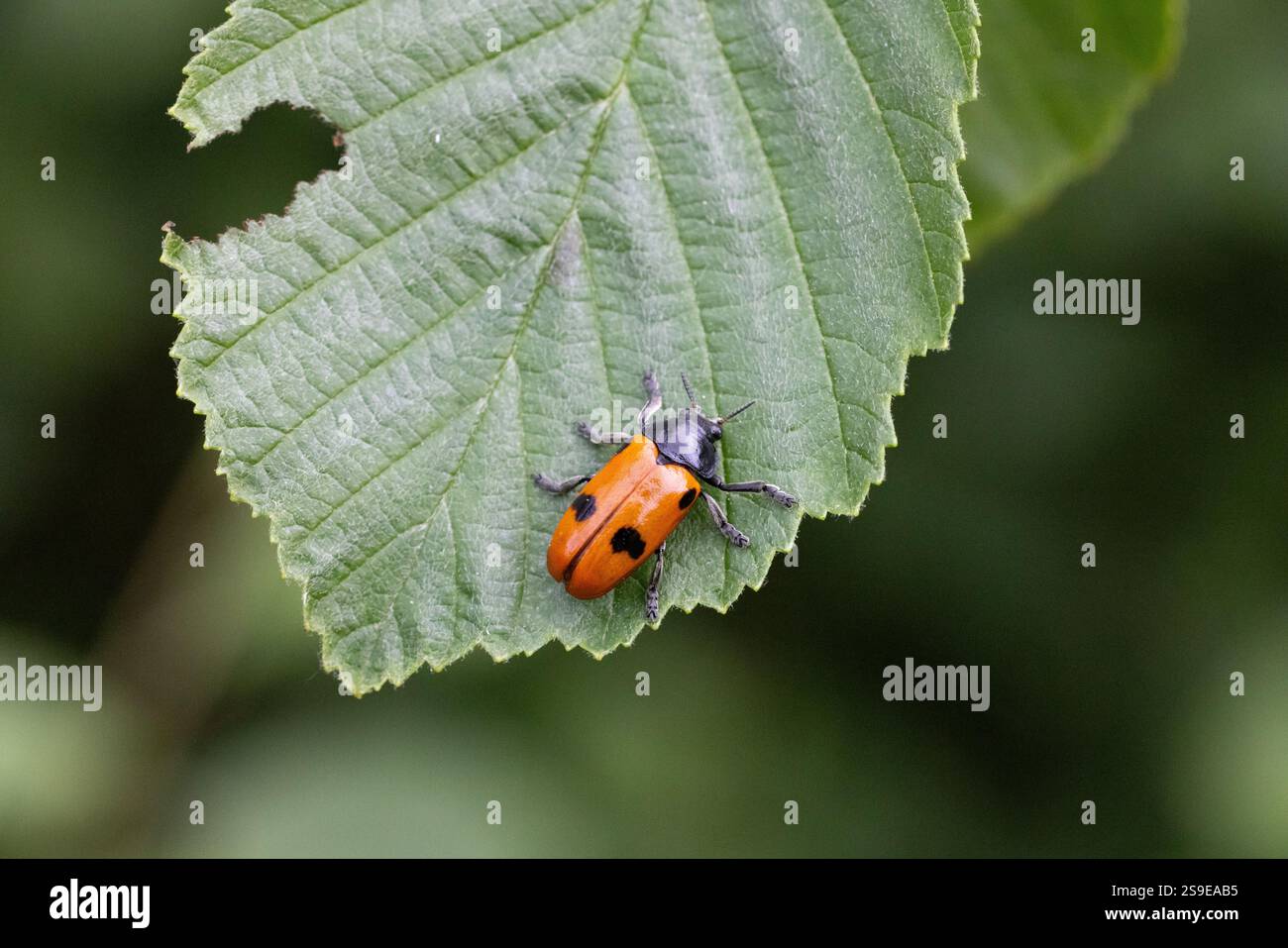 Ein bunter Blattkäfer Clytra quadripunctata auf dem Blatt der Grauerle Alnus incana in Raasepori, Südwest-Finnland Stockfoto