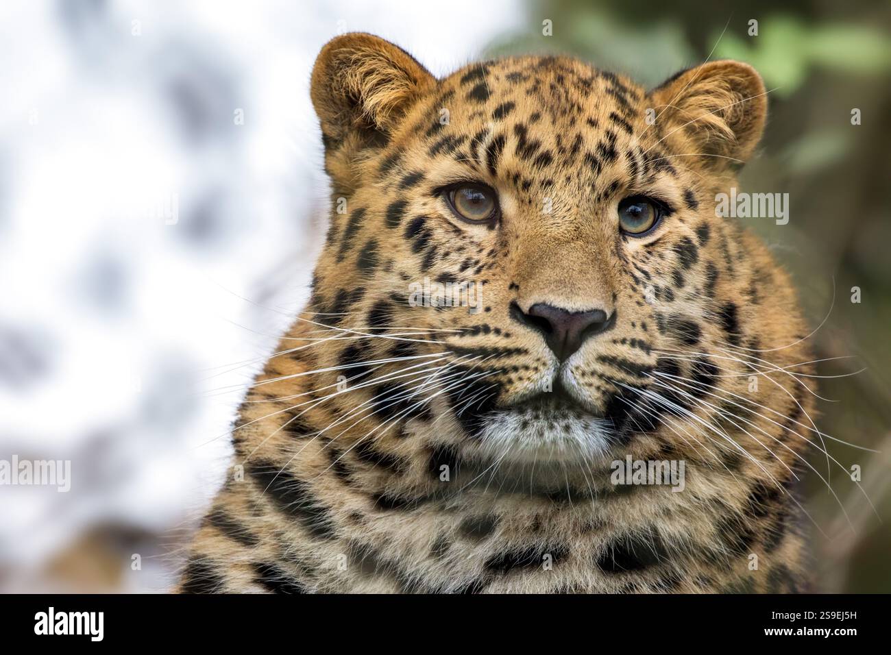 Erwachsener Amur-Leopard, Panthera pardus orientalis, Nahaufnahme Porträt. Eine der seltensten Wildkatzen der Welt und vom Aussterben bedroht, mit nur Aroun Stockfoto