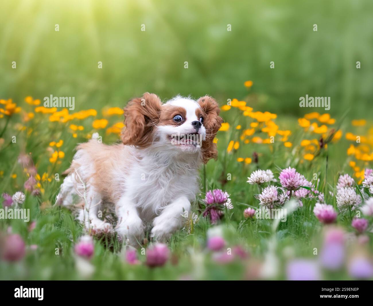 kavalierkönig charles, der in der Natur wohnt, in einem Garten Stockfoto