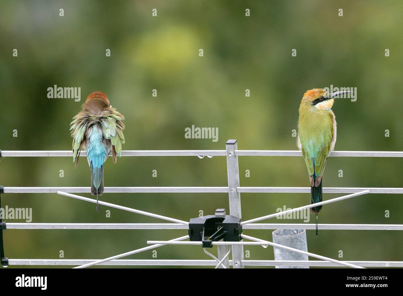 Regenbogenbienenfresser Vogel, Merops ornatus, geraffter, ungehobelter Tag mit schlechten Haaren, urbanes Tierleben in der Natur, Queensland Australien Stockfoto