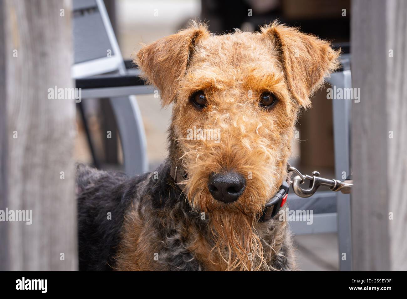 Kopfporträt des Airedale Terrier Hundes. Airedale Terrier Hund Porträt draußen im Sommer. Stockfoto