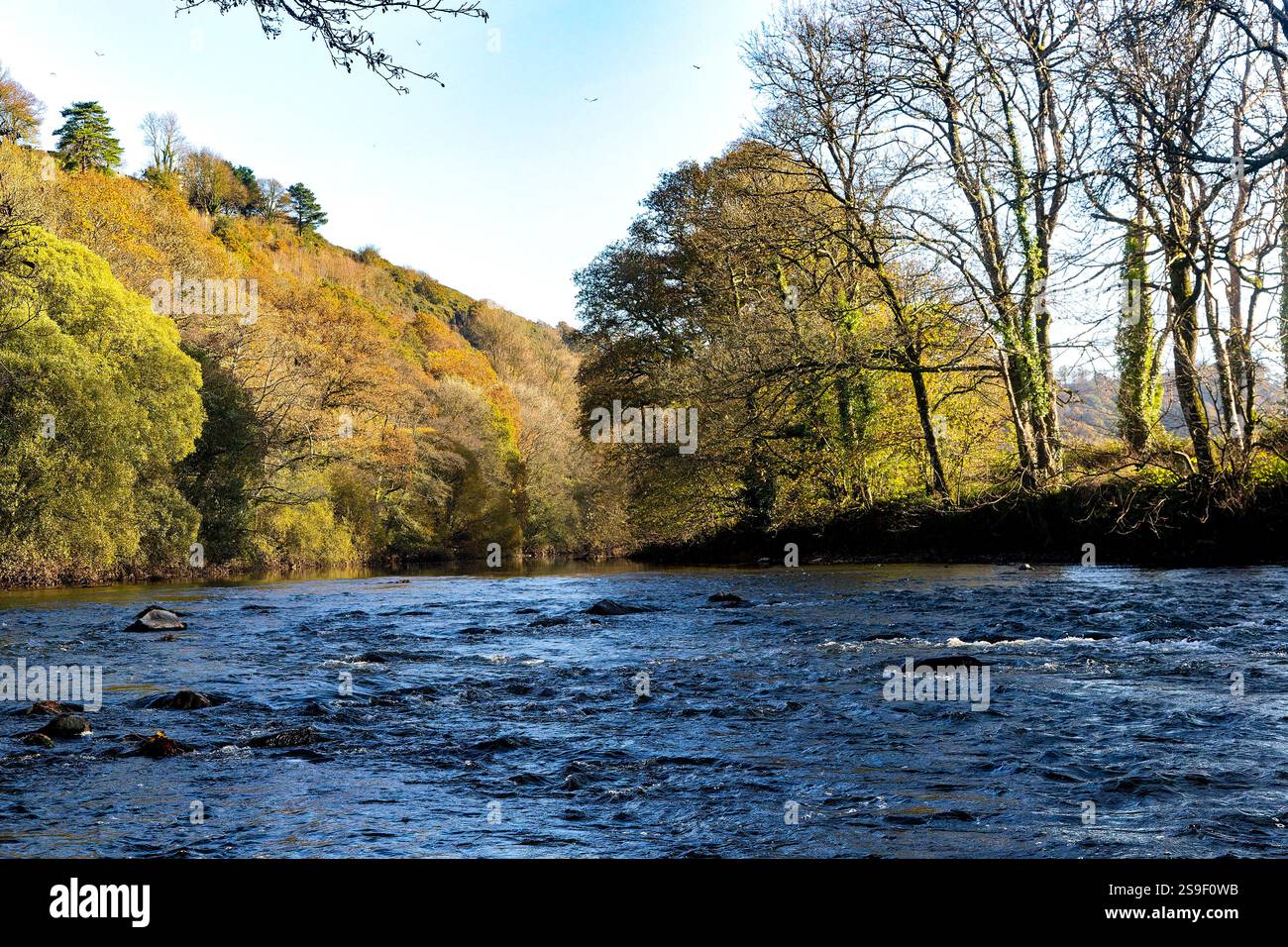 Farbenfrohes, herbstaufwärts River View of the River Torridge: River Valley Details von Castle Hill und von Bäumen gesäumten River Torridge, Great Torrington, Devon, Engl Stockfoto Farbenfrohes, herbstaufwärts River View of the River Torridge: River Valley Details von Castle Hill und von Bäumen gesäumten River Torridge, Great Torrington, Devon, Engl Stockfoto