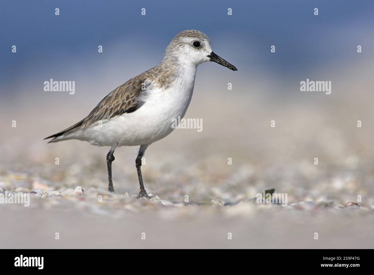 Sanderling, Sanderling, (Calidris alba), Limicoles, Tiere, Birds, Bowman's Beach, Sanibel, Florida, USA, Nordamerika Stockfoto
