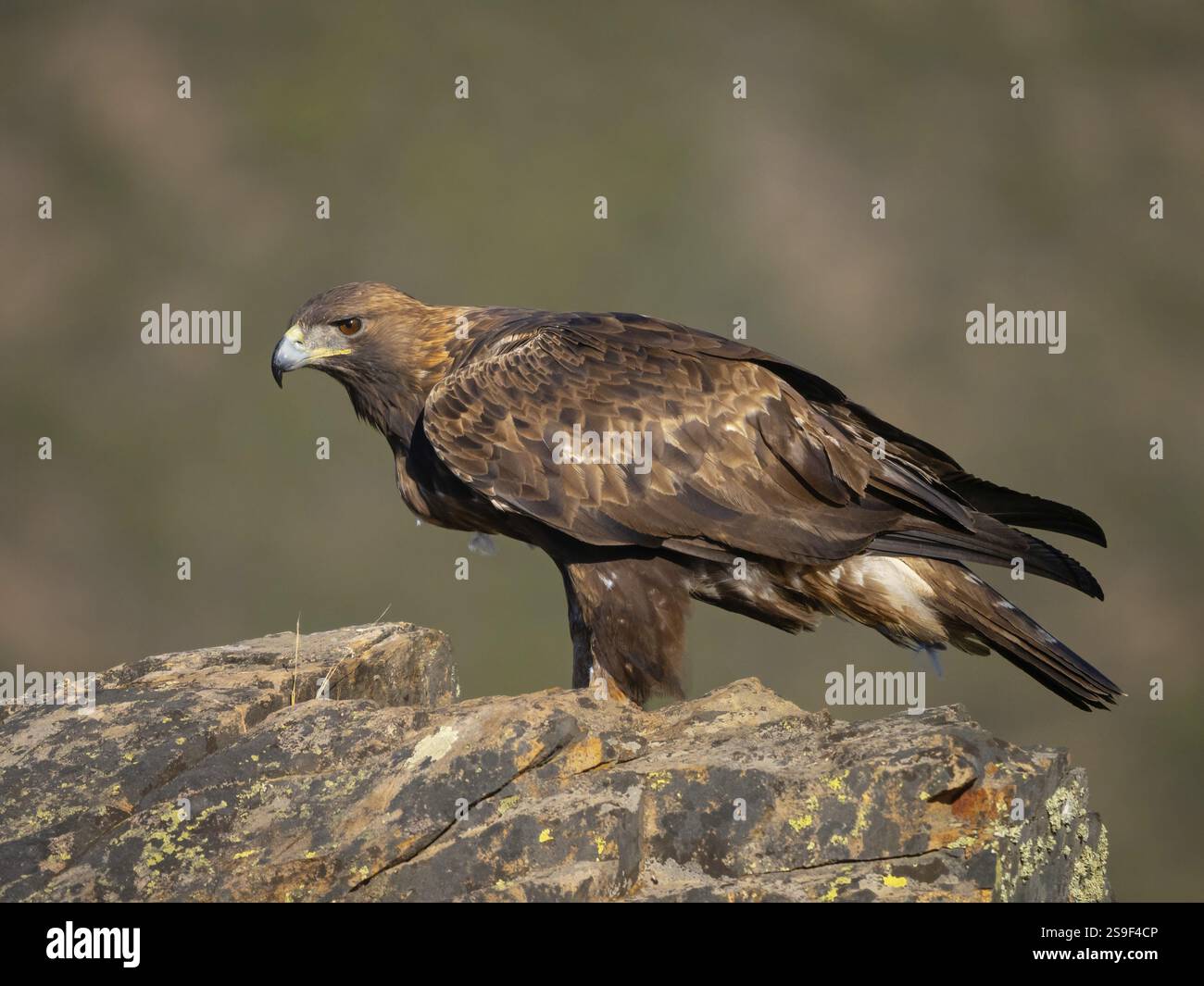 Goldadler, (Aquila chrysaetos), Raubvogel, Falkenfamilie, Barsch, Biotope, Lebensräume, Futtersuche, Vogelbeobachtung Villuercas, Canamero, Extremadura Cacere Stockfoto
