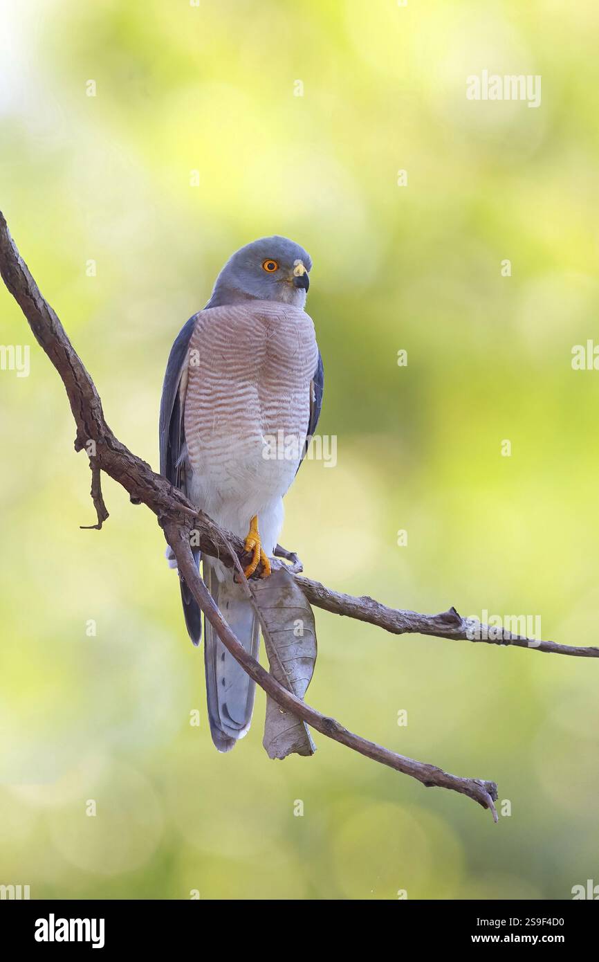 Schikra, Schikrasperber, (Accipiter badius), Familie der Goschawk-Arten, Barsch, Brufut Woods, Brufut, South Bank, Gambia, Afrika Stockfoto