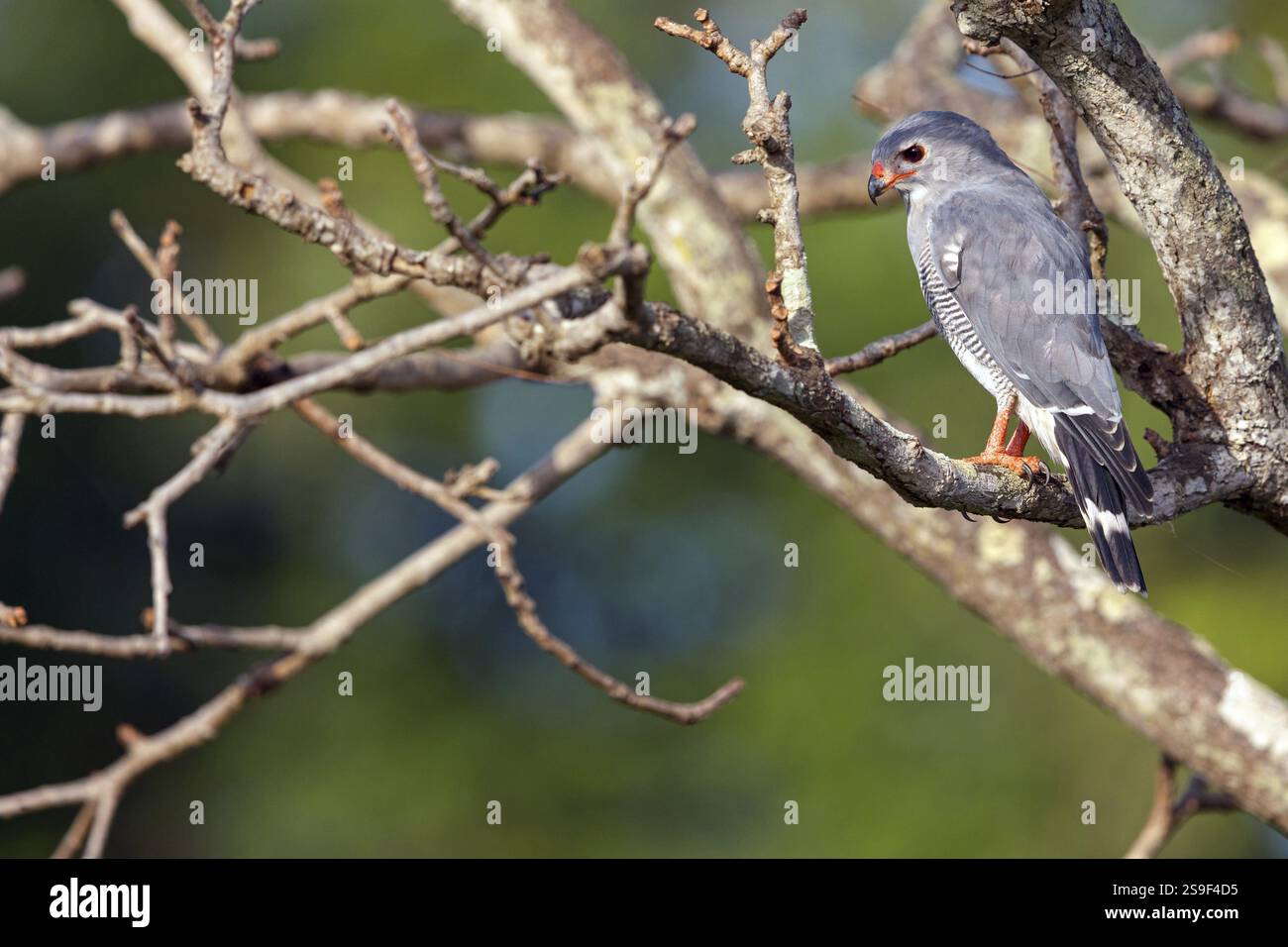 Kuckuckfalke, Barred Hawk (Kaupifalco monogrammicus), Throated Barred Hawk, Stechstelle, Marakissa Und Umgebung, Marakissa, South Bank, Gambia, Afrika Stockfoto