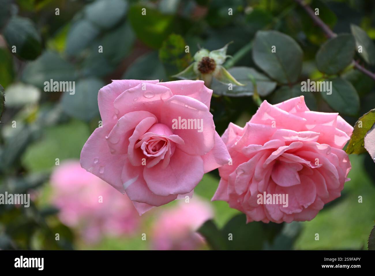 Gerade wenn man denkt, alles gesehen zu haben, überrascht die Natur Sie! 🌸✨ diese beiden rosa Rosen wachsen auf einem Baum, was beweist, dass Schönheit keine Grenzen kennt. Stockfoto