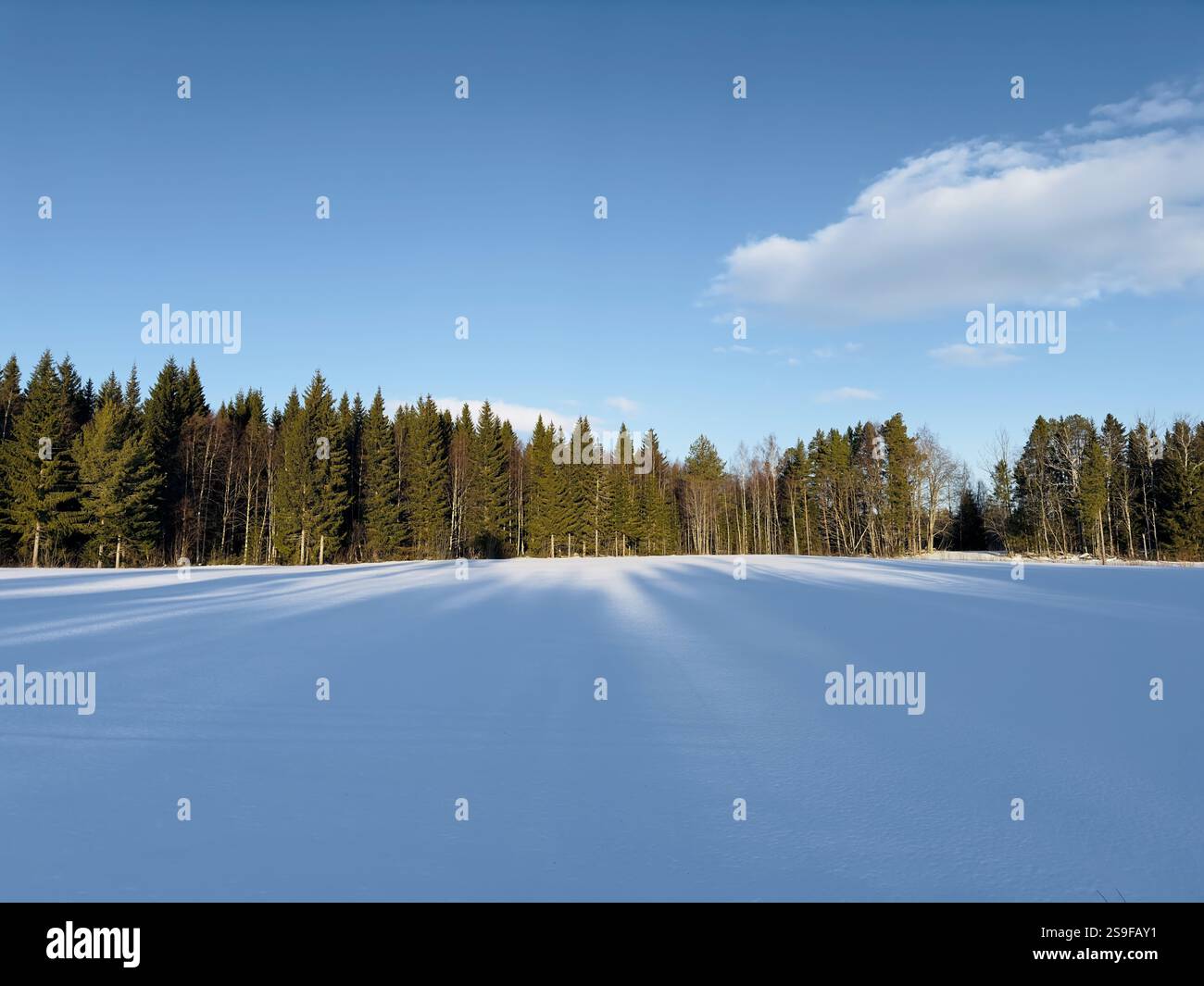 Winterlandschaft in Nordschweden mit verschneiten Feldern und Wäldern. - Smartphone-aufgenommenes Stockfoto