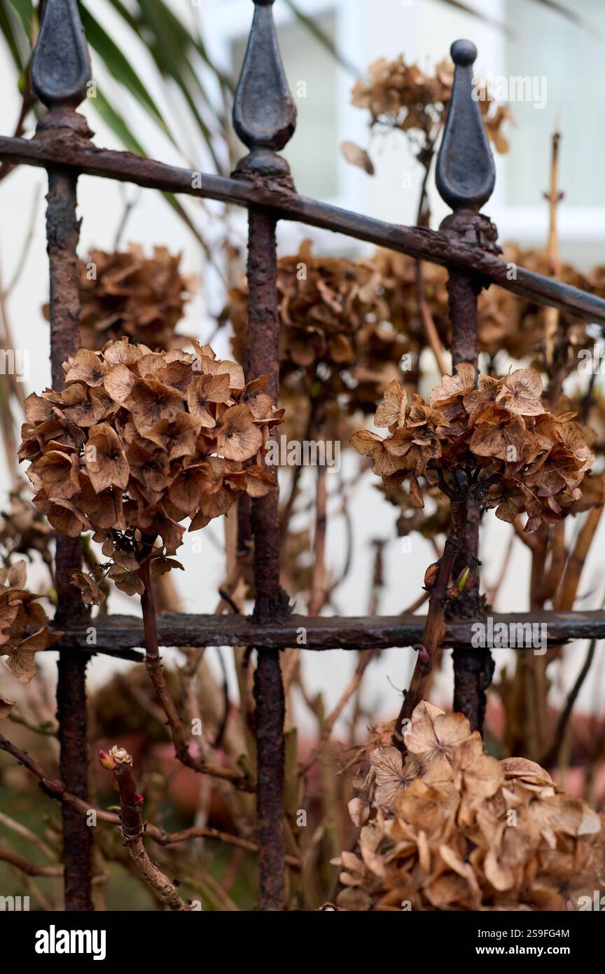 Tote Blumen und rostiger Zaun Stockfoto