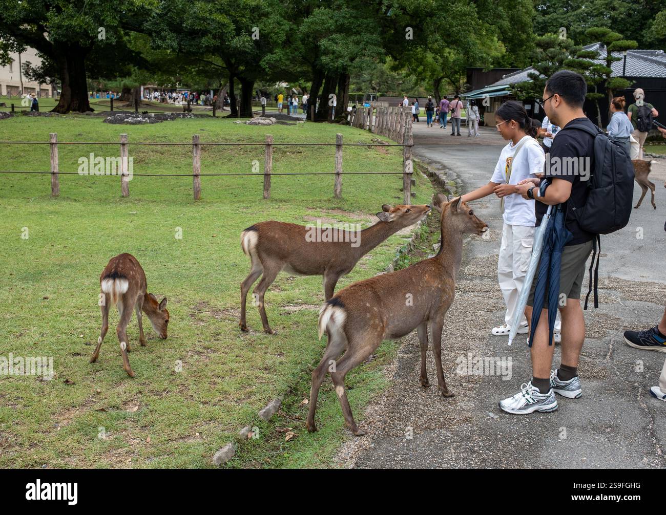 Touristen füttern die Hirsche im Nara Park Nara Japan Stockfoto