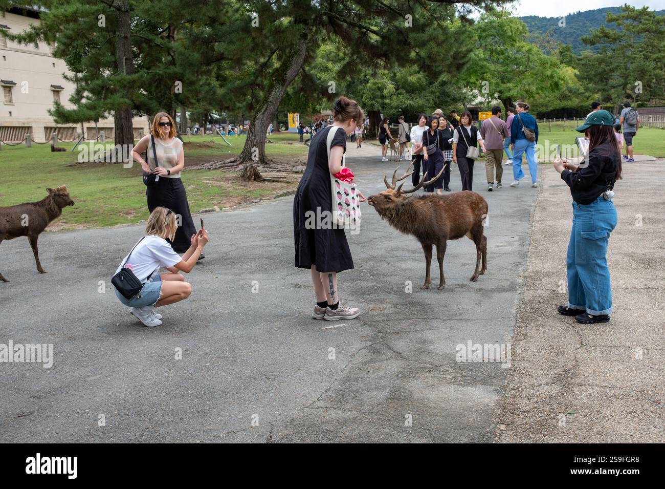 Touristen füttern die Hirsche im Nara Park Nara Japan Stockfoto
