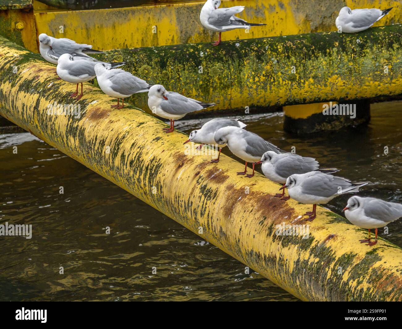 Eine Reihe von Möwen, die auf einem moosbedeckten gelben Rohr über Wasser ruhen, zeigen ihr natürliches Verhalten in einer düsteren industriellen Umgebung. Stockfoto