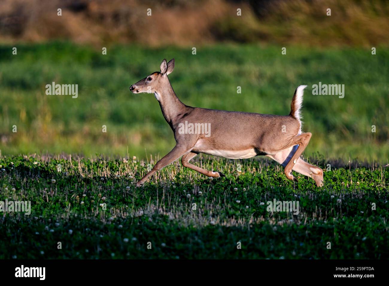 Weißschwanzhirsche auf der Flucht in der Dämmerung Stockfoto