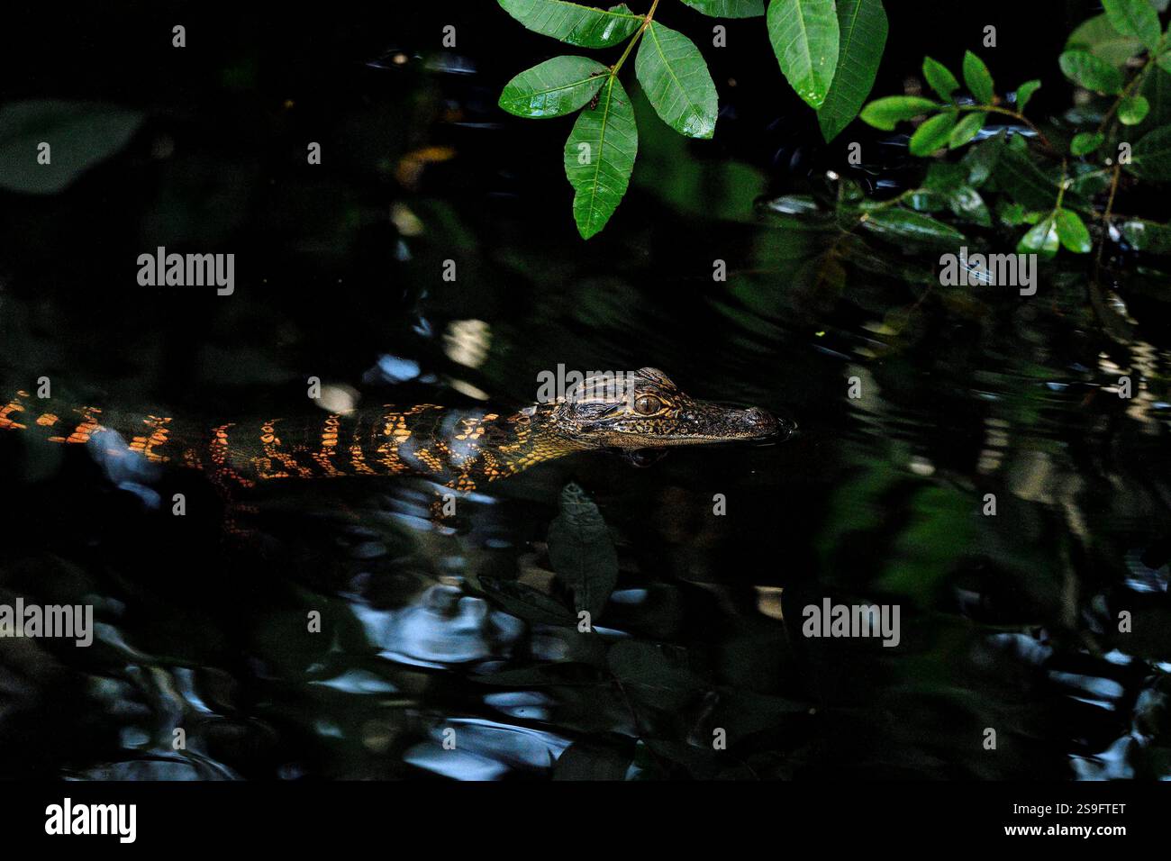 Youn Alligator schwimmt im Sumpfsee Stockfoto