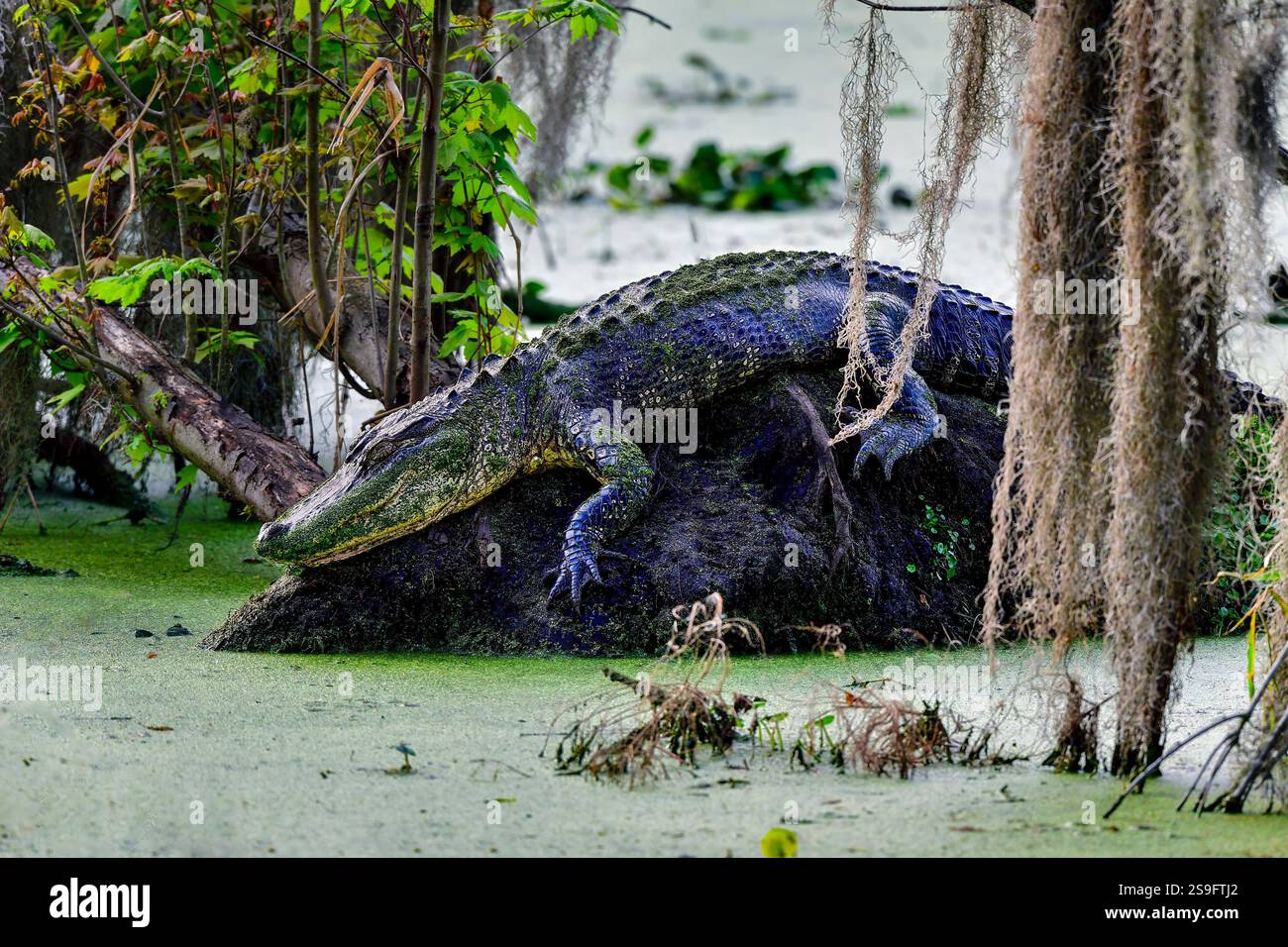 Schlafende Schönheit, American Alligator Stockfoto
