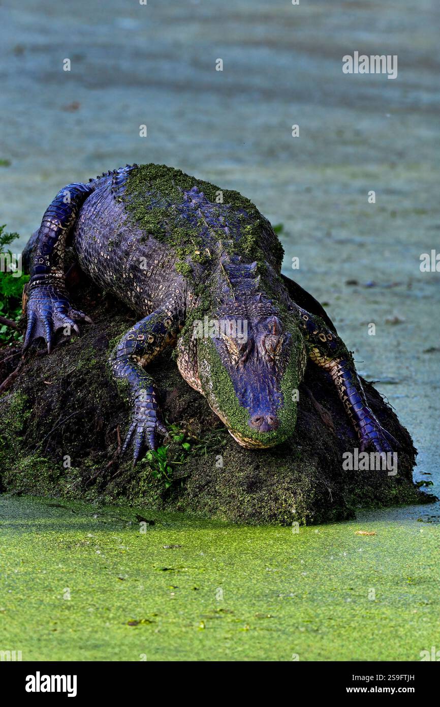 Schlafende Schönheit, American Alligator Stockfoto