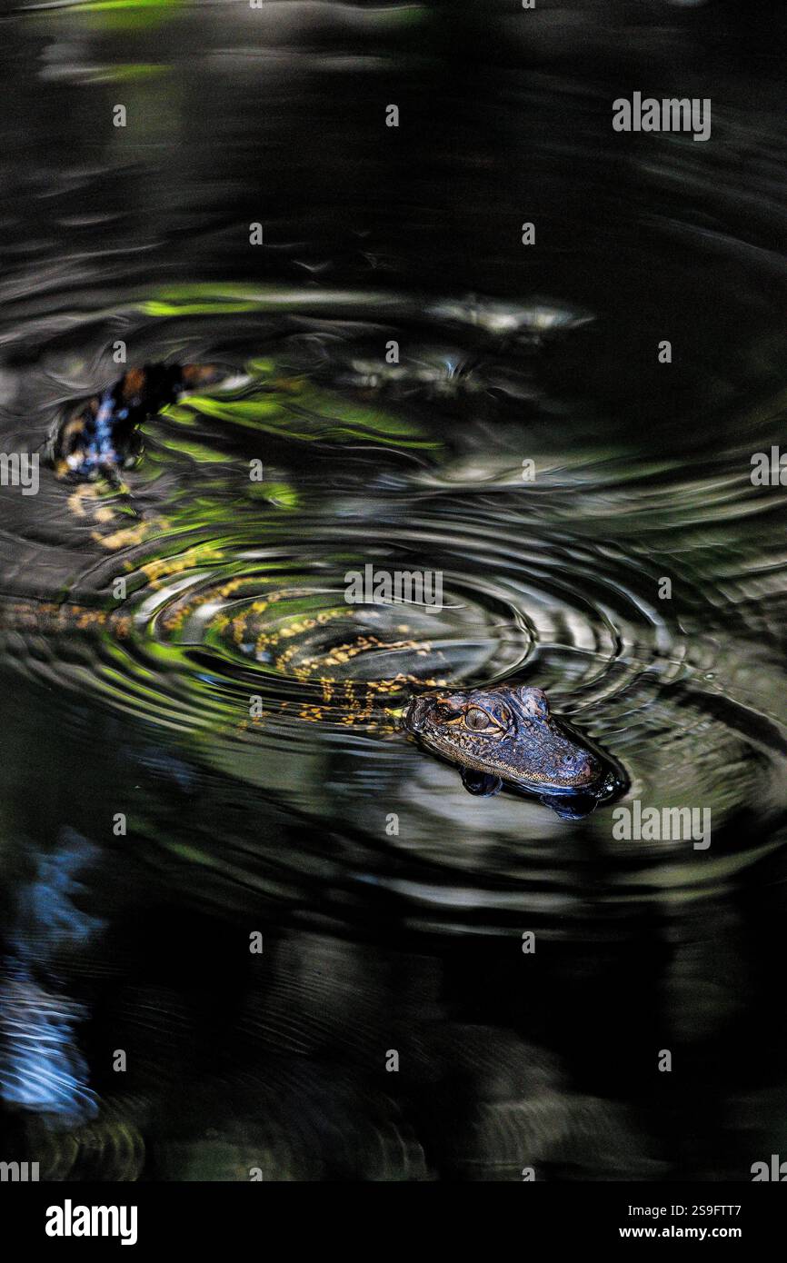 Youn Alligator schwimmt im Sumpfsee Stockfoto