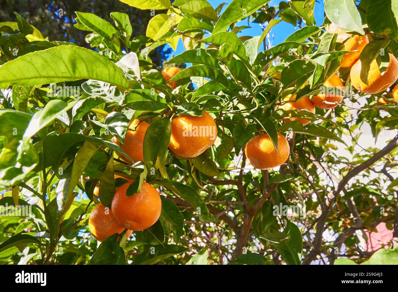 Fruit Laden Baumzweige Mit Leuchtenden Orangen Unter Hellem Sonnenlicht Stockfoto