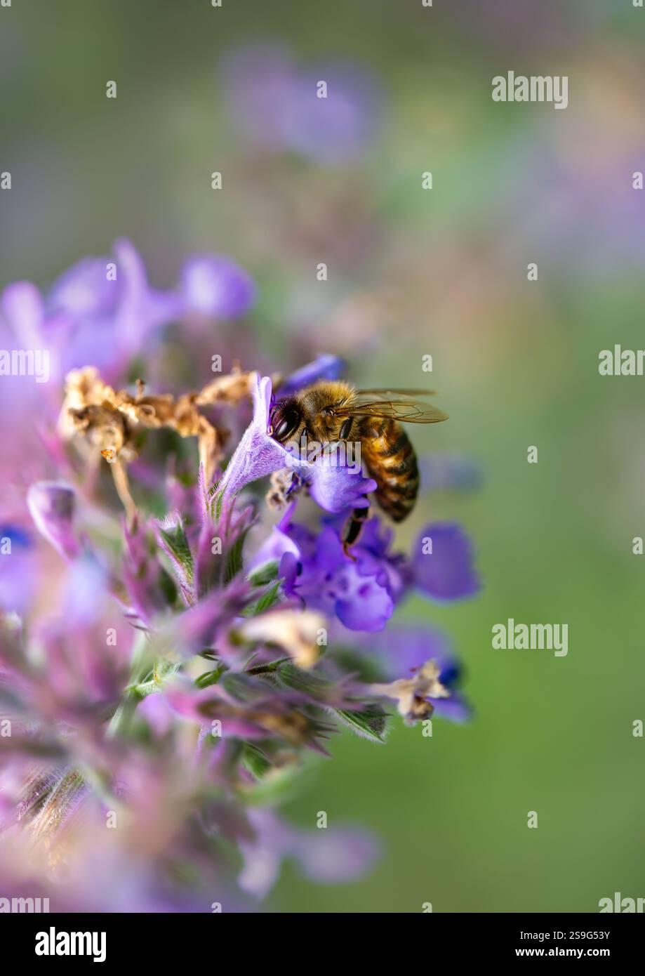 Nahaufnahme einer Honigbiene auf violettem salvia-Blütensammelnektar, Großbritannien. Stockfoto