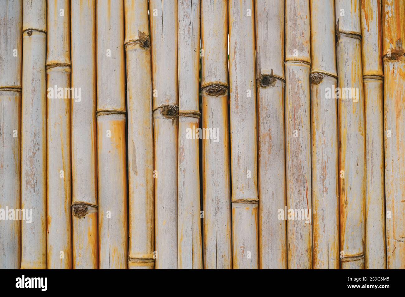 Bambuszaun Textur natürliche Wand. Stockfoto