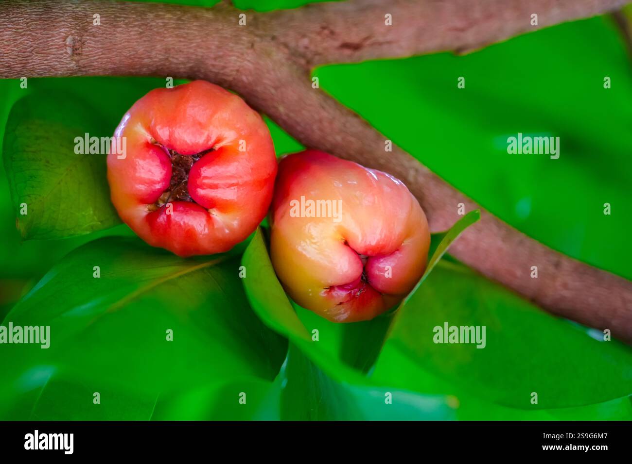Saftige Rosenapfelfrüchte mit grünen Blättern. Exotische tropische Früchte Stockfoto