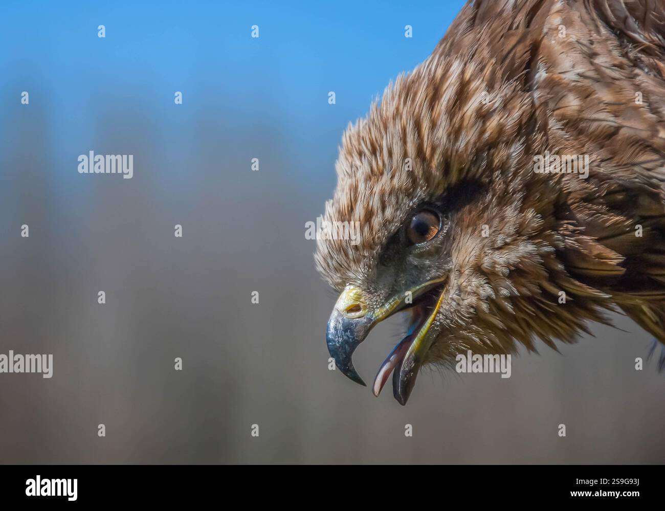 Der langbeinige Bussard (Buteo rufinus) kommt im Frühjahr von Afrika nach Europa und kehrt im Herbst nach Afrika zurück. Stockfoto