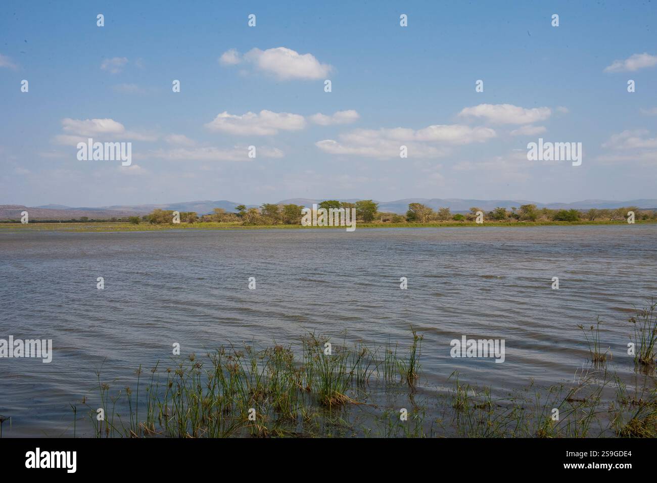 Umkhuz einer der ältesten Wildparks Südafrikas (1912), der 40.000ha große uMkhuze ist ein spektakulärer Abschnitt von iSimangaliso zum Vogelbeobachten und Wildbeobachten Stockfoto
