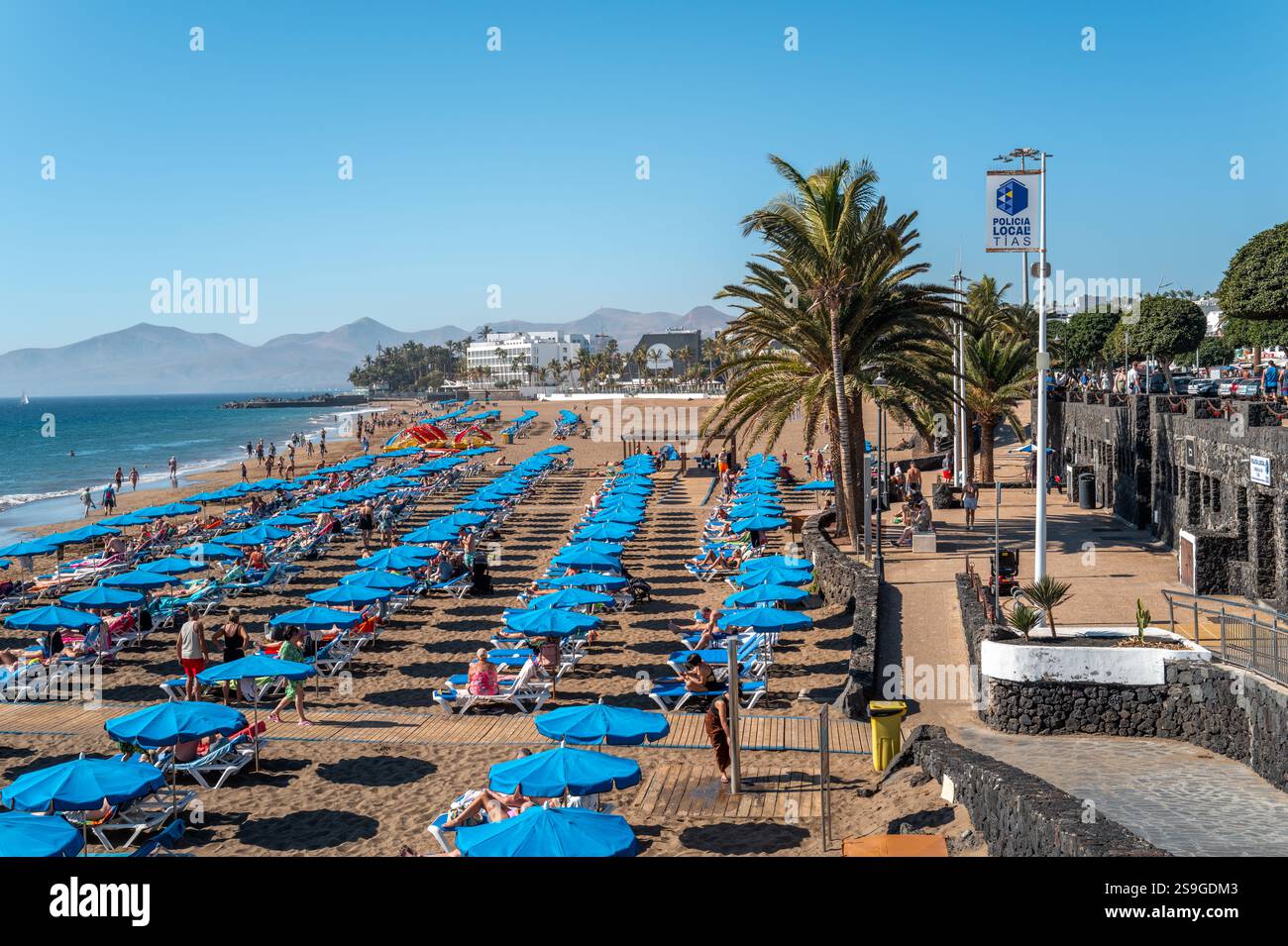 Überfüllter Strand in Puerto del Carmen mit Reihen blauer Sonnenliegen, Palmen, einer Steinpromenade und Bergen im Hintergrund unter klarem Himmel. Stockfoto