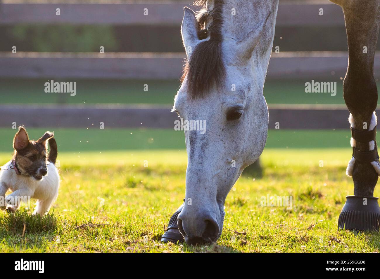 Ein kleiner weißer Welpe mit braunem Kopf spielt mit einem großen weißen Pferd, während das Pferd seinen Kopf nach unten füttert. Eng umrahmt auf dem Kopf des Pferdes. Stockfoto