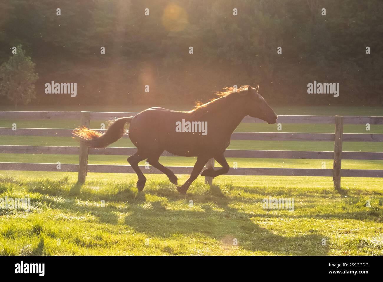 Ein braunes amerikanisches Viertelpferd galoppiert im goldenen Stundenlicht über ein Paddock oder eine Weide. Ein Zaun und Wälder sind im Hintergrund. Große Lichtreflexion Stockfoto