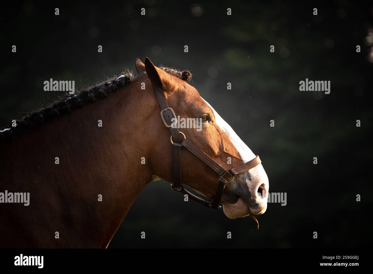 Ein belgisches Clydesdale-Porträt mit schweren Vignettierungen und einem Spotlight über seinem Gesicht. Das Pferd wurde gut gepflegt und für Fotos geprimpt. Stockfoto