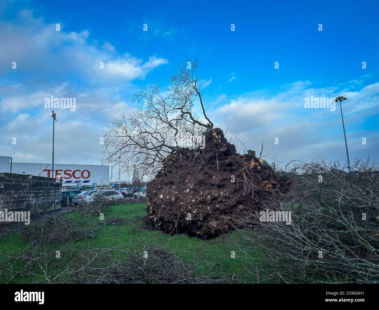 26. Januar 2025, Cork, Irland – gefallene 100 Jahre alte Kupferbuche im Wilton Shopping Centre, Cork, nach dem Sturm Eowyn Stockfoto