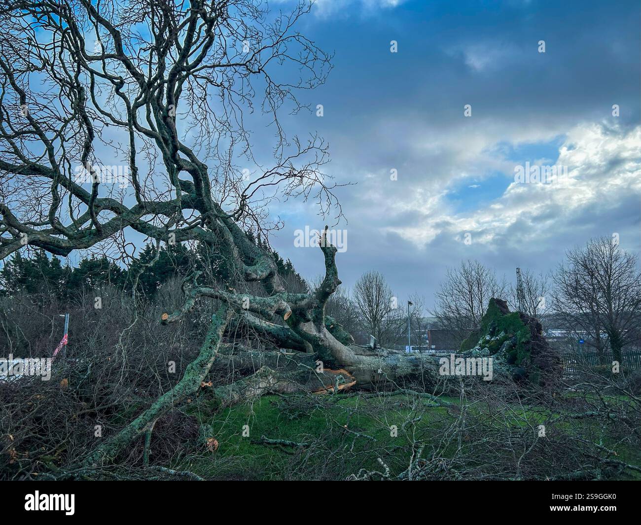 26. Januar 2025, Cork, Irland – gefallene 100 Jahre alte Kupferbuche im Wilton Shopping Centre, Cork, nach dem Sturm Eowyn Stockfoto