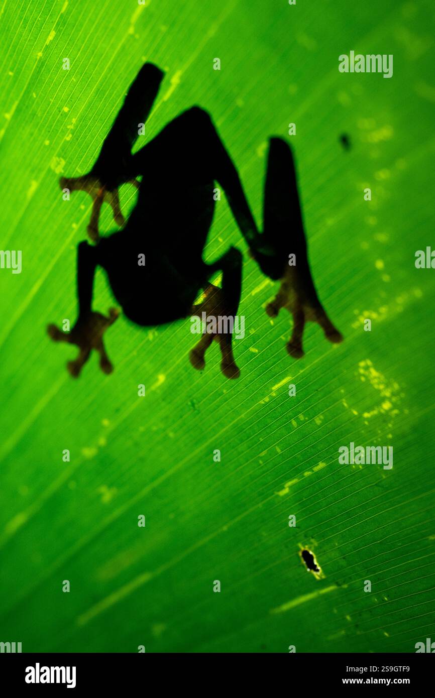 Costa Rica, Arenal. Schatten des Rotaugen Baumfrosches (Agalychnis callidryas), auch bekannt als Rotaugen Blattfrosch auf grünem Blatt. Stockfoto