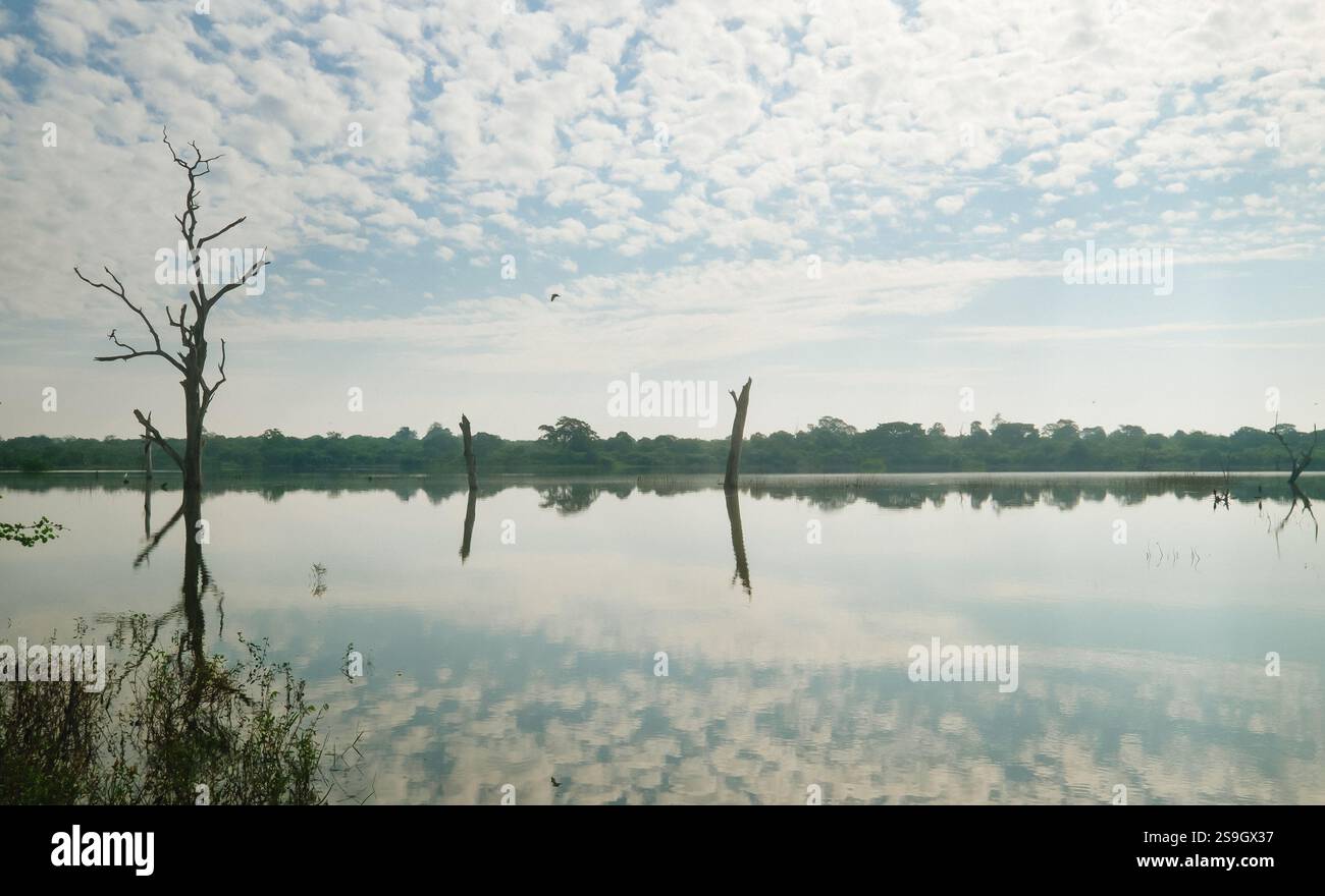 Der Blick auf die Natur des Teichs mit dem Dschungelwald reflektiert mit den trockenen Baumstämmen in der Mitte des Teichs. Udawalawe Nationalpark, Sri Lanka. Stockfoto