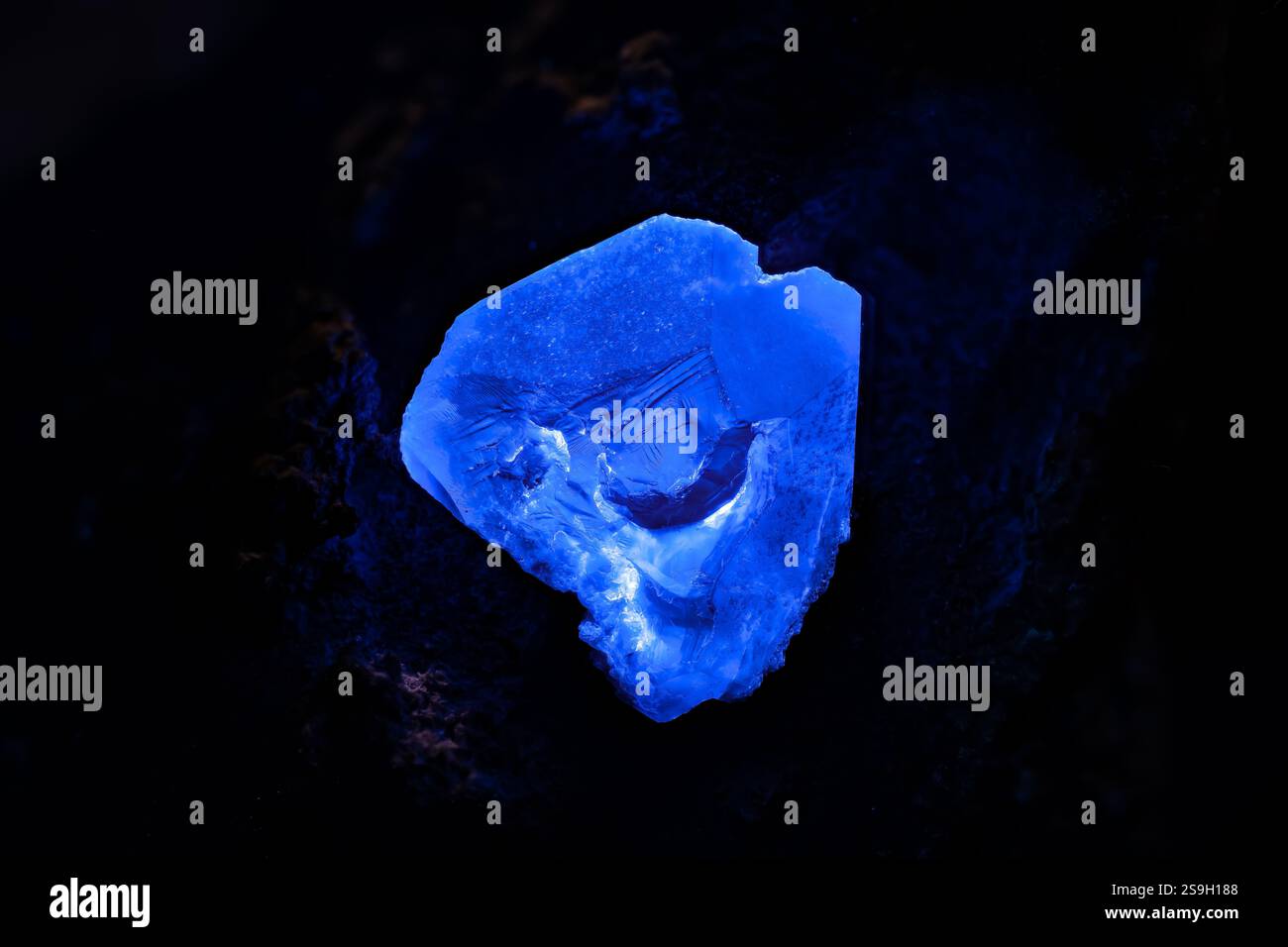 Benitoitblauer Kristall unter langwelliger UV-Strahlung. Exemplar aus der Gem Mine, San Benito Co., Kalifornien, USA. Mikrofotografie extreme Nahaufnahme. Mikroskop Stockfoto